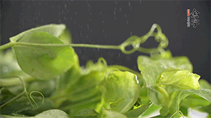 豌豆尖洗凈，切斷備用。