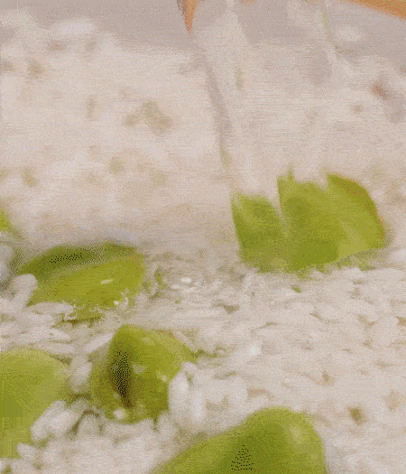 鍋底抹油，將淘洗干凈的大米，加蠶豆、清水，蓋蓋中火煮。